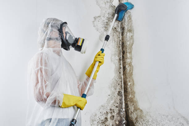 Best Toxic Mold Removal  in Millersburg, PA