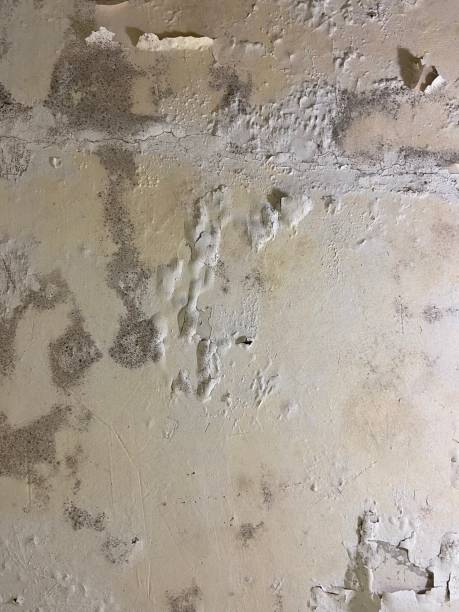 Certified Mold Removal in Millersburg, PA