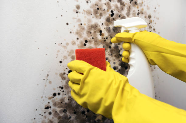 Best Mold Damage Repair  in Millersburg, PA